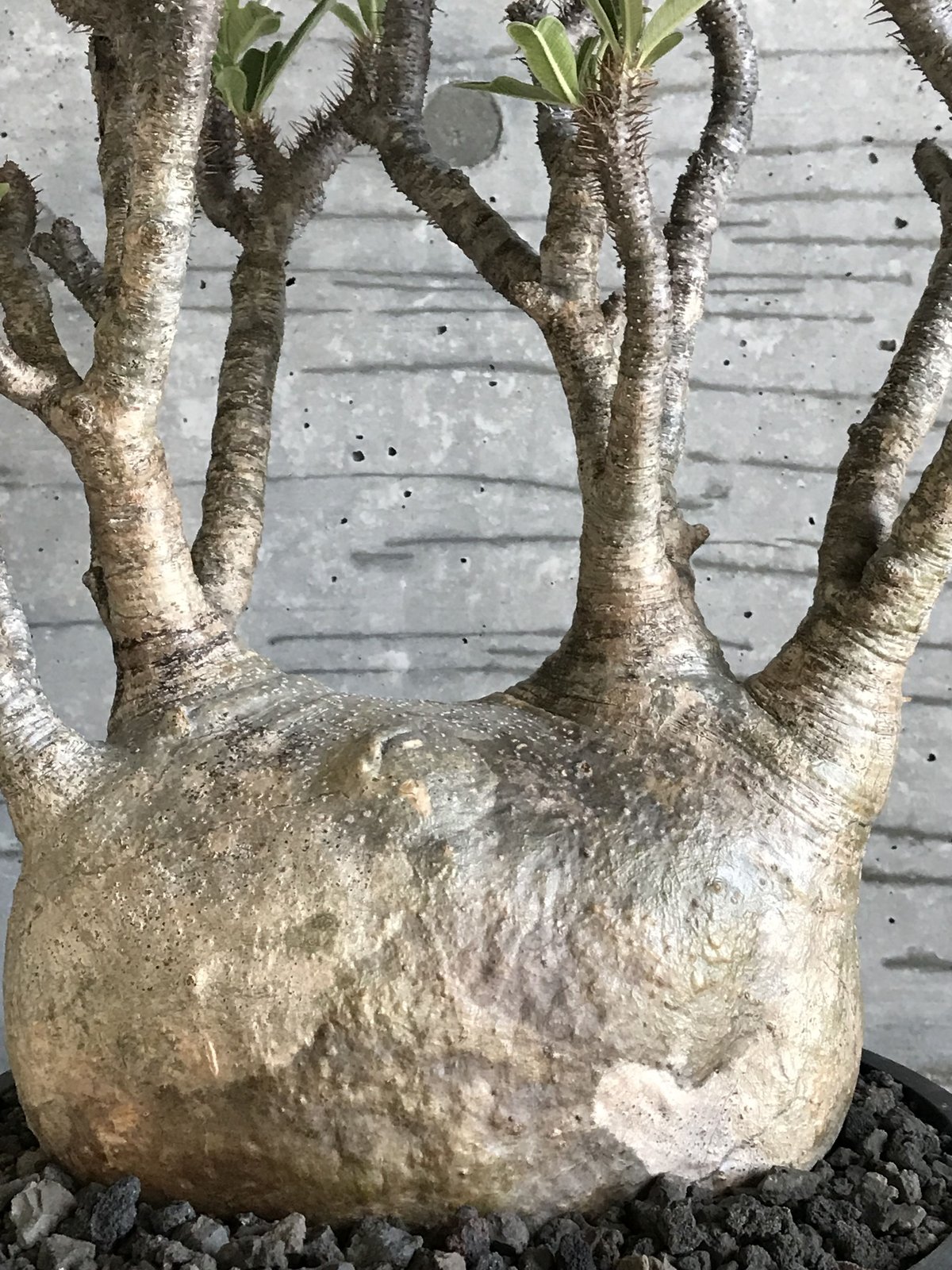 ゴ*ン様 A41超特選株！特レアな大小のチンバ枝！パキポディウムグラキリス ゴ*ン様 A41超特選株！特レアな大小のチンバ枝！パキポディウム