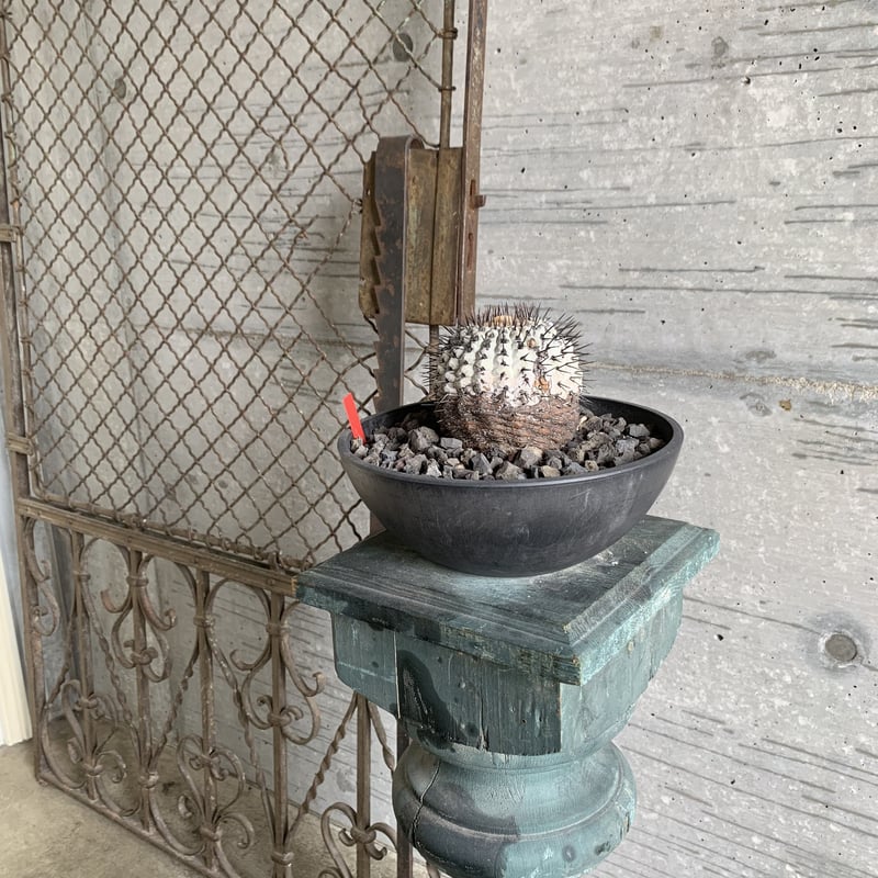 Copiapoa cinerea var. columna-alba”孤竜丸”スペシャル |