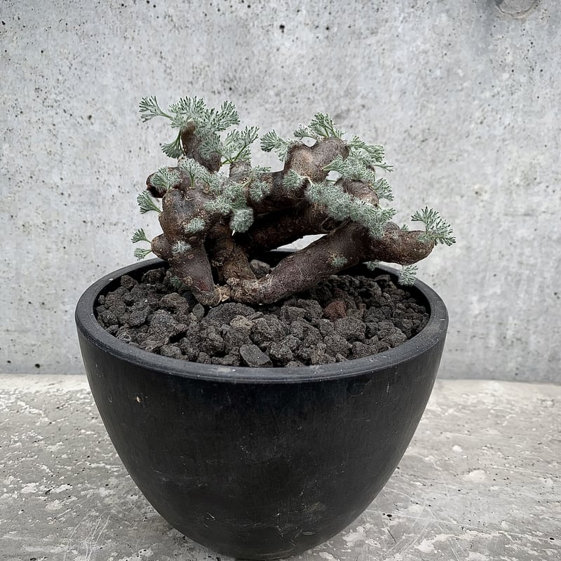 特選大株 Sarcocaulon multifidum サルコカウロン ムルチフィズム | bot