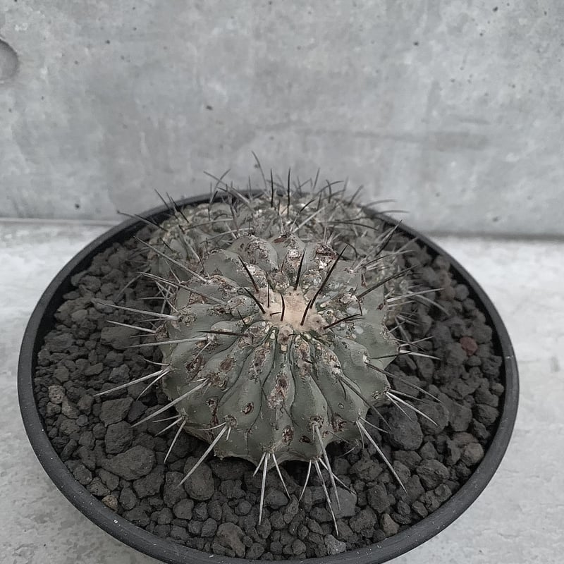 群生 コピアポア 黒士冠 Copiapoa cinerea var. dealbata | bot.