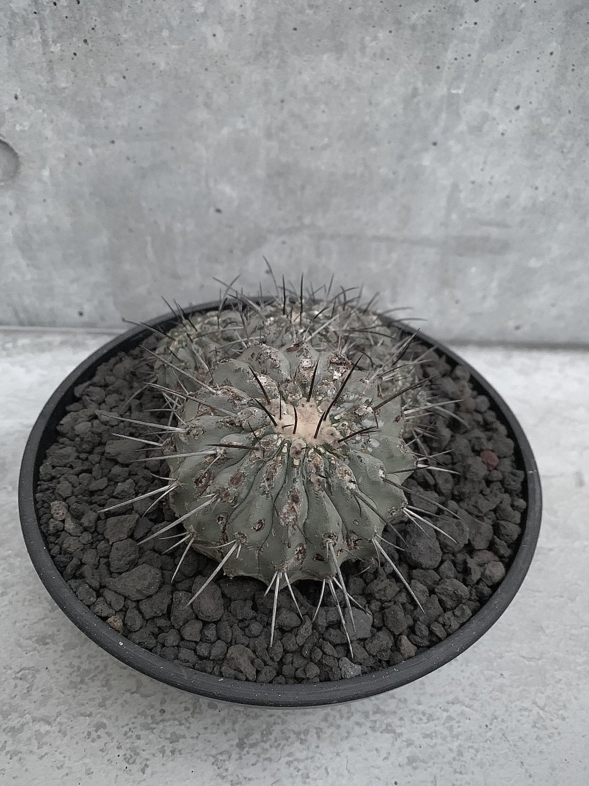 群生 コピアポア 黒士冠 Copiapoa cinerea var. dealbata | bot.