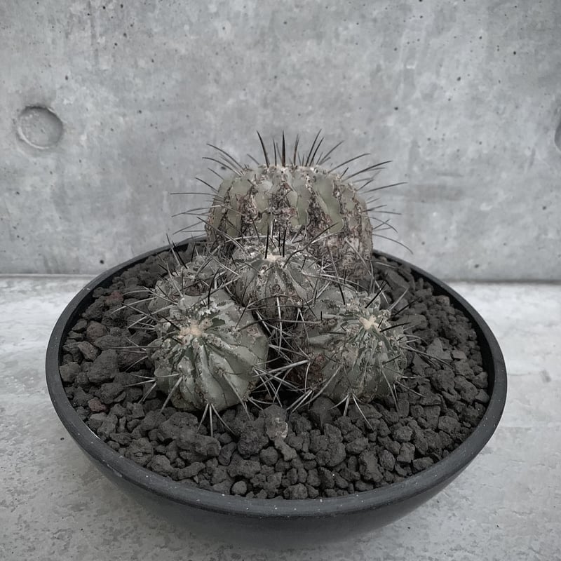 群生 コピアポア 黒士冠 Copiapoa cinerea var. dealbata | bot. 群生 コピアポア 黒士冠 Copiapoa cinerea var. dealbata | bot.