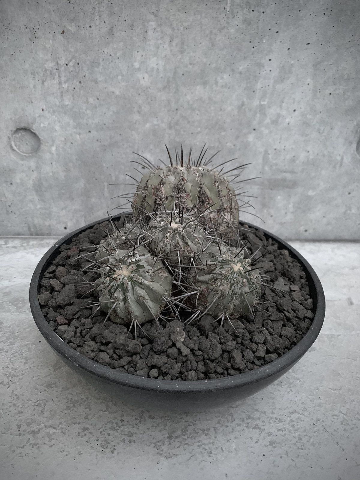 群生 コピアポア 黒士冠 Copiapoa cinerea var. dealbata | bot.