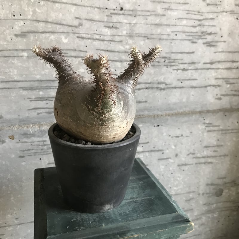 パキポディウム グラキリス 希少 扁平型 | bot.