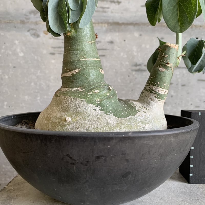 アデニア グラウカ 希少2頭 | bot.