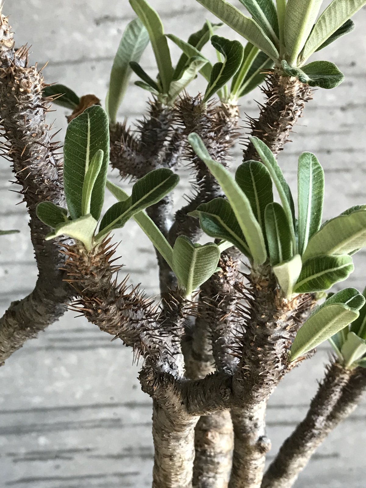 パキポディウム グラキリス 超特大株 特選蟹型 | bot.