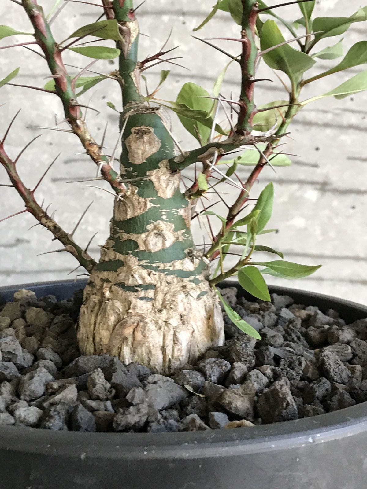 【超美株】【塊根幅13cm】フォークイエリア　ファシクラータ　特大株 超美株】【塊根幅13cm】フォークイエリア ファシクラータ 特大株