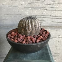 コピアポア　黒王丸　竜牙玉 copiapoa sinerascens コピアポア 竜牙玉 | bot.
