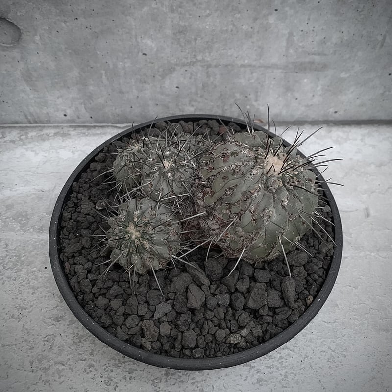 群生 コピアポア 黒士冠 Copiapoa cinerea var. dealbata | bot.
