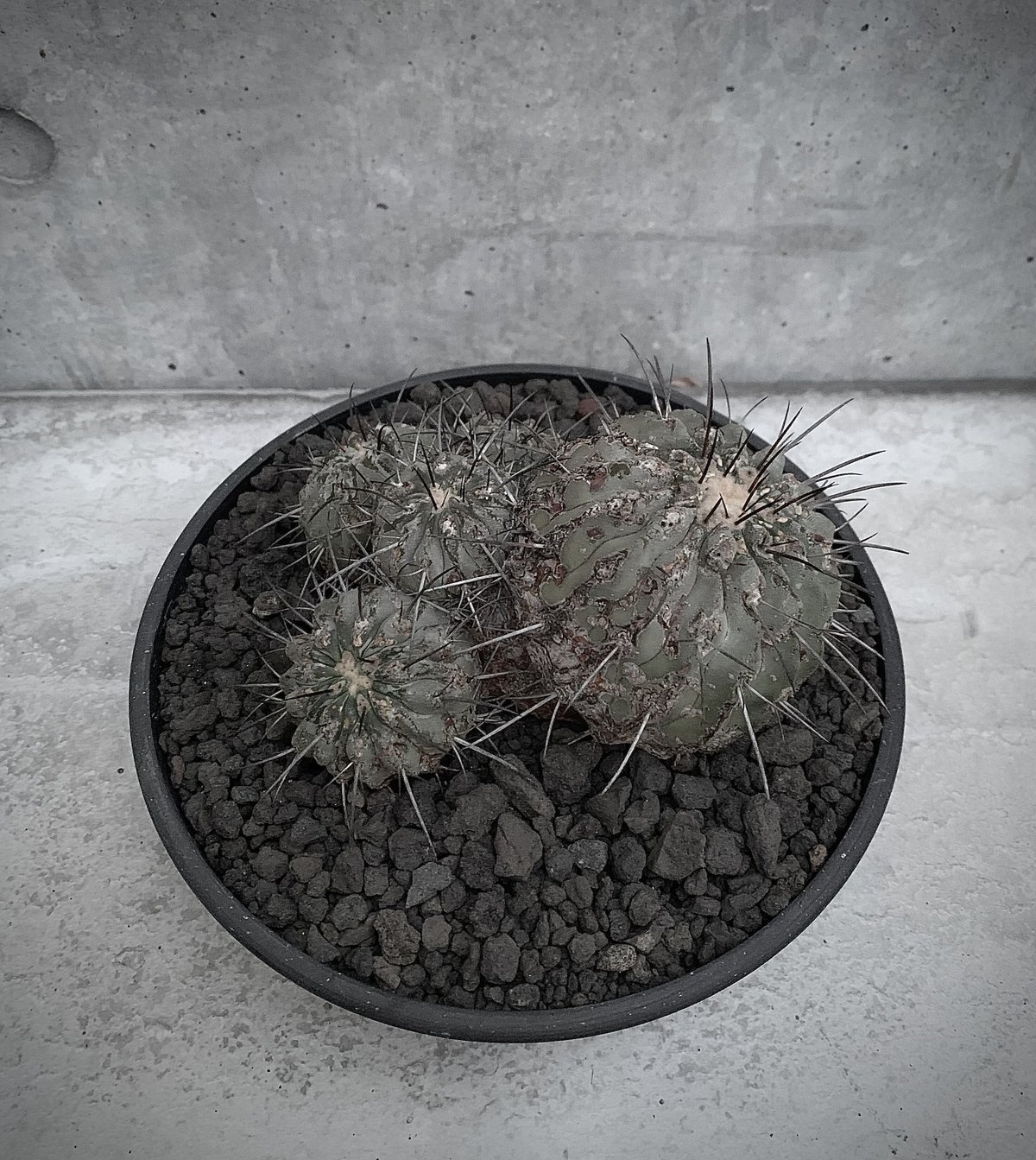 群生 コピアポア 黒士冠 Copiapoa cinerea var. dealbata | bot. 群生 コピアポア 黒士冠 Copiapoa cinerea var. dealbata | bot.