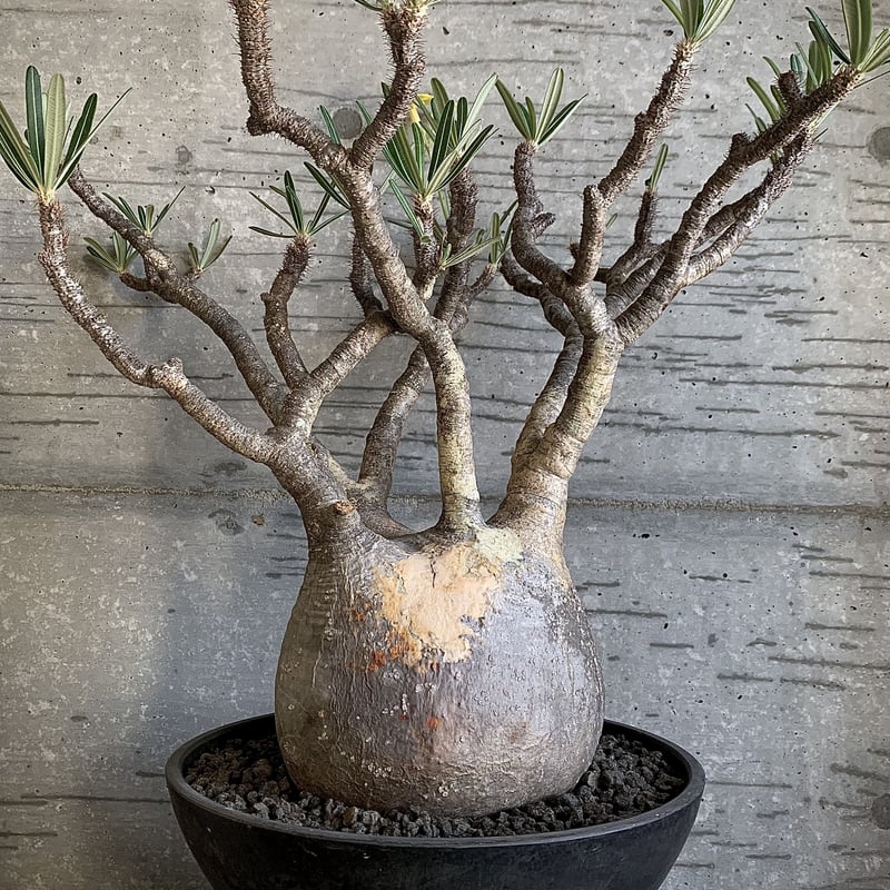 超特価セール 手作り植木鉢（塊根植物 グラキリス パキプス アガベ 