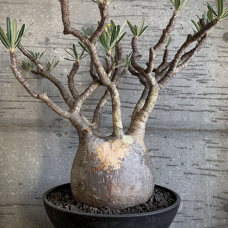 超特価セール 手作り植木鉢(塊根植物 グラキリス パキプス アガベ 超特価セール 手作り植木鉢(塊根植物 グラキリス パキプス アガベ