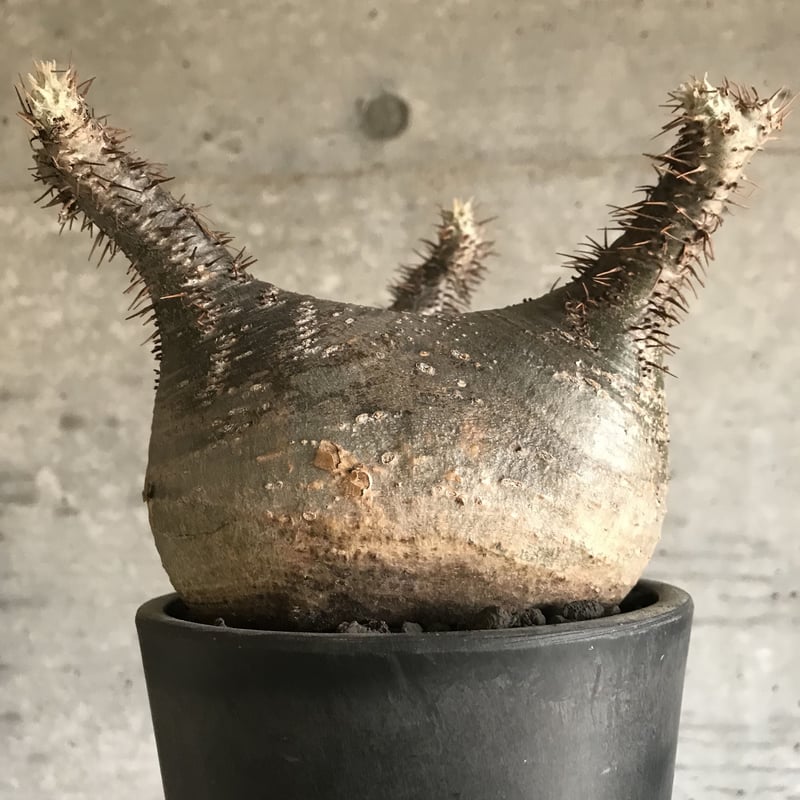 パキポディウム グラキリス 希少 扁平型 | bot.