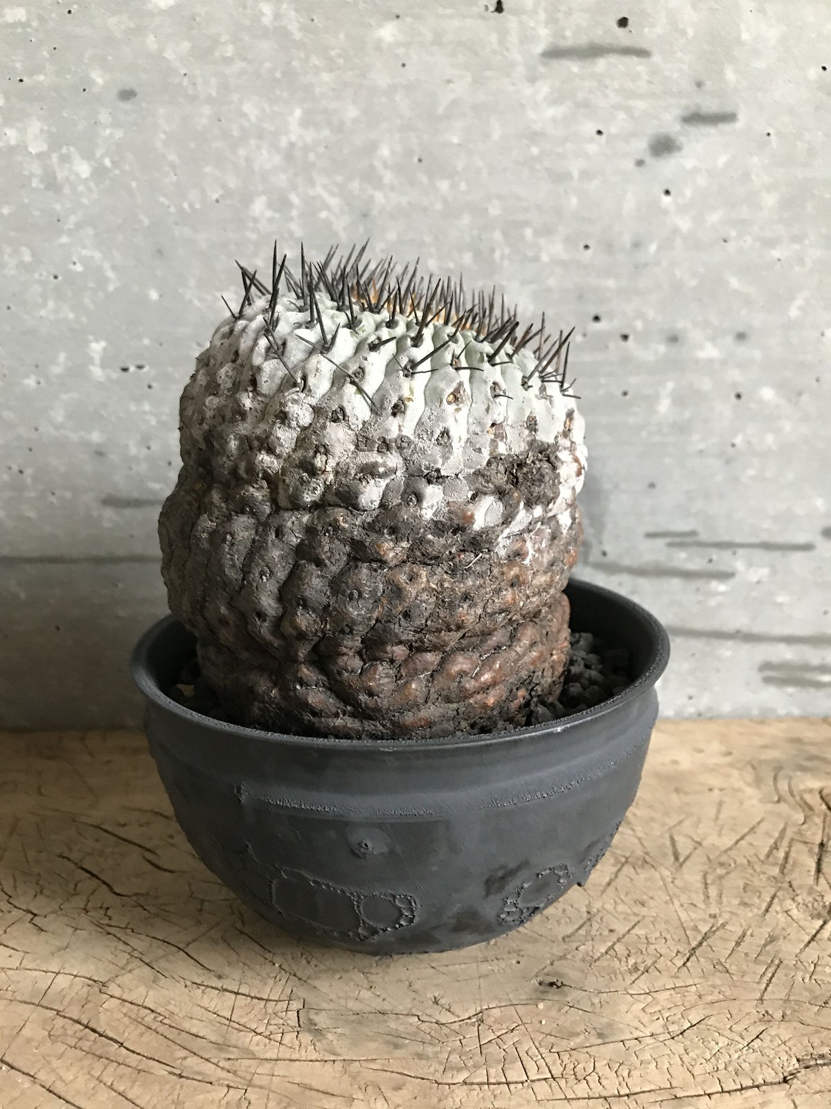 コピアポア シネラスケンス 竜牙玉　Copiapoa 現地球