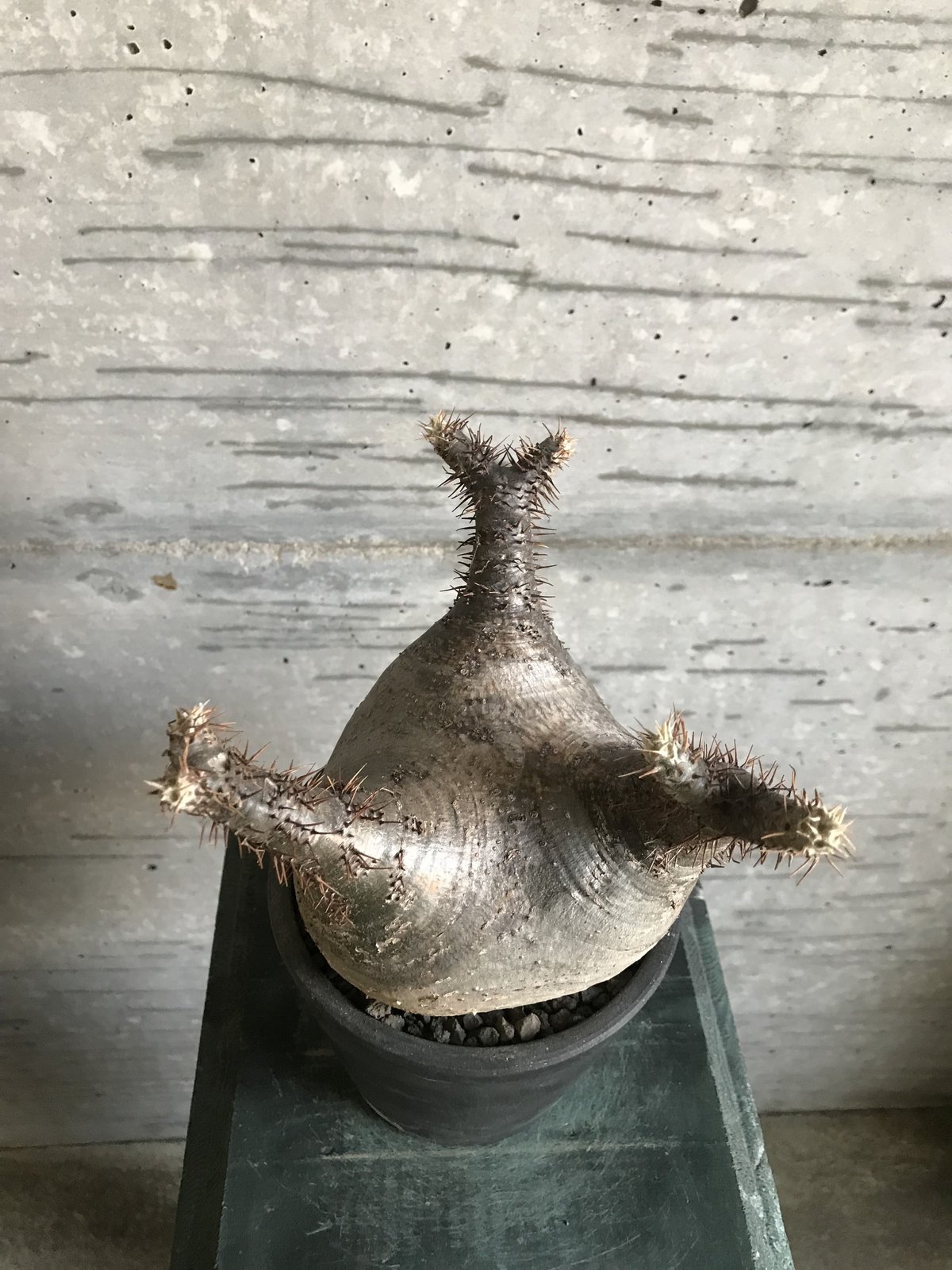 パキポディウム グラキリス 希少 扁平型 | bot.