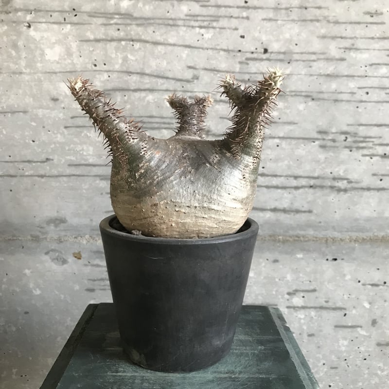 パキポディウム グラキリス 希少 扁平型 | bot.