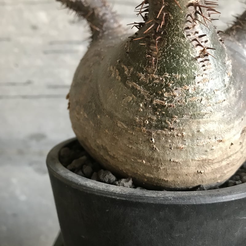 パキポディウム グラキリス 希少 扁平型 | bot.