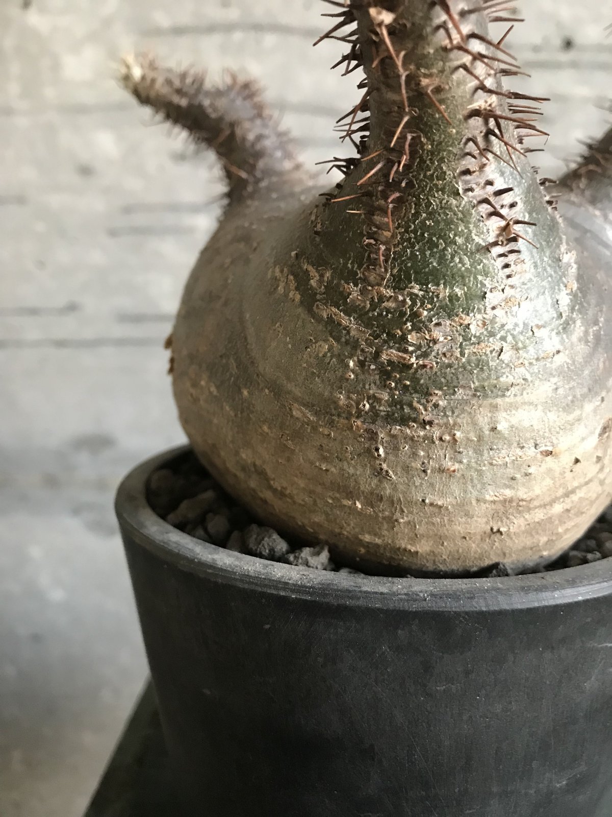 t*n様 【発根済み・扁平型】パキポディウム・グラキリス 発根済 パキポディウムグラキリス | plants TORICO