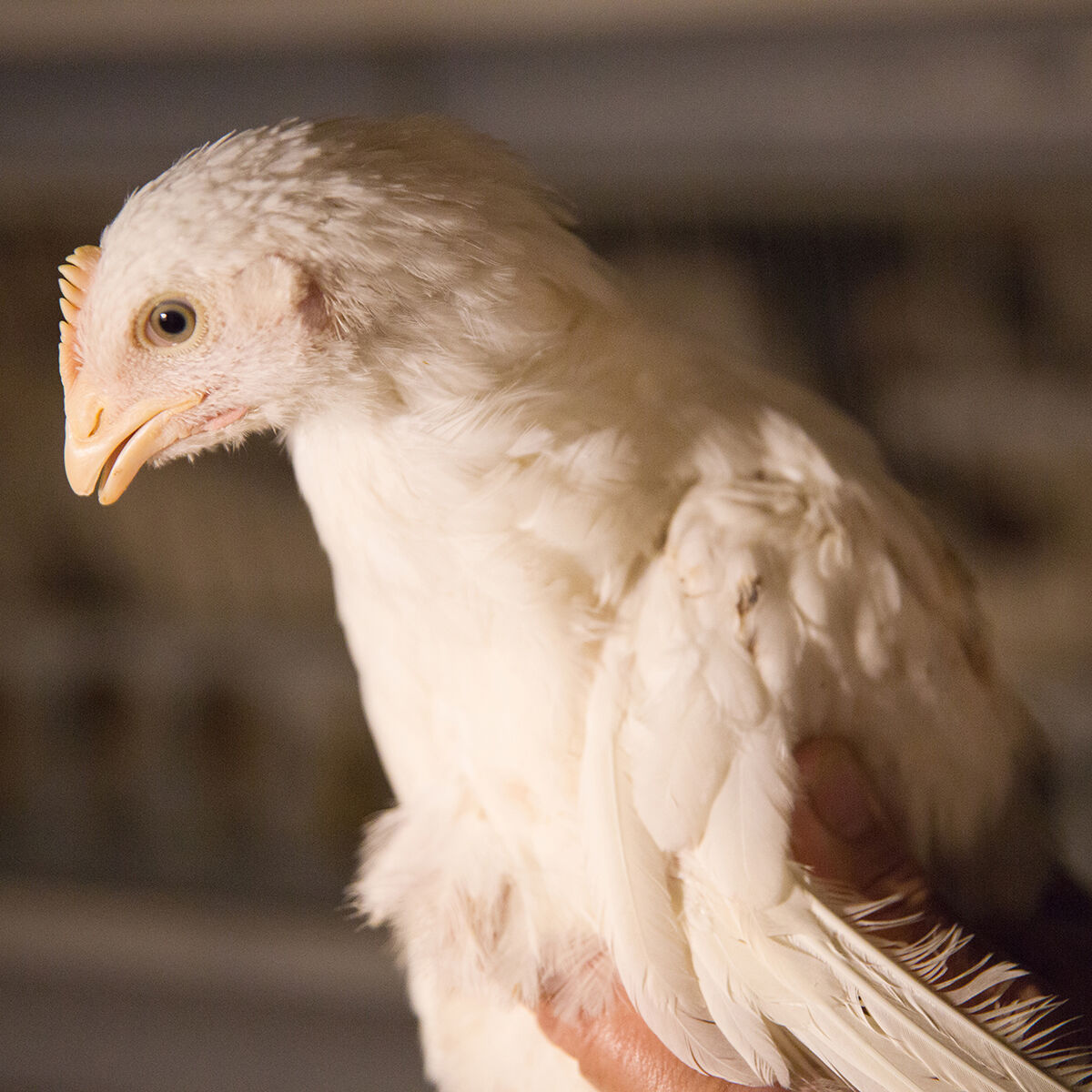 ひよこが大人になりまして初産たまごセット（もみじ/さくら混合