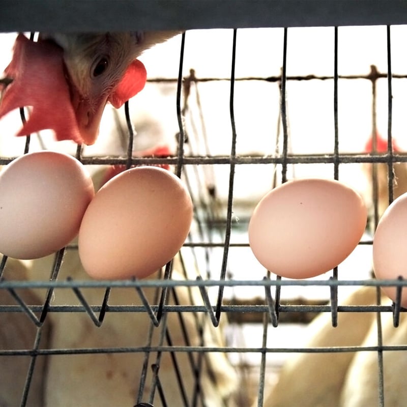 バレエ衣装★(にわとり、卵)× 2セット Amazon.co.jp: tonntyann 鶏型 エッグホルダー 卵入れ25個 キッチン