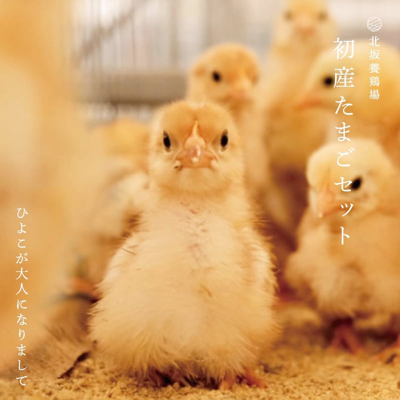 ひよこが大人になりまして初産たまごセット（もみじ/さくら混合