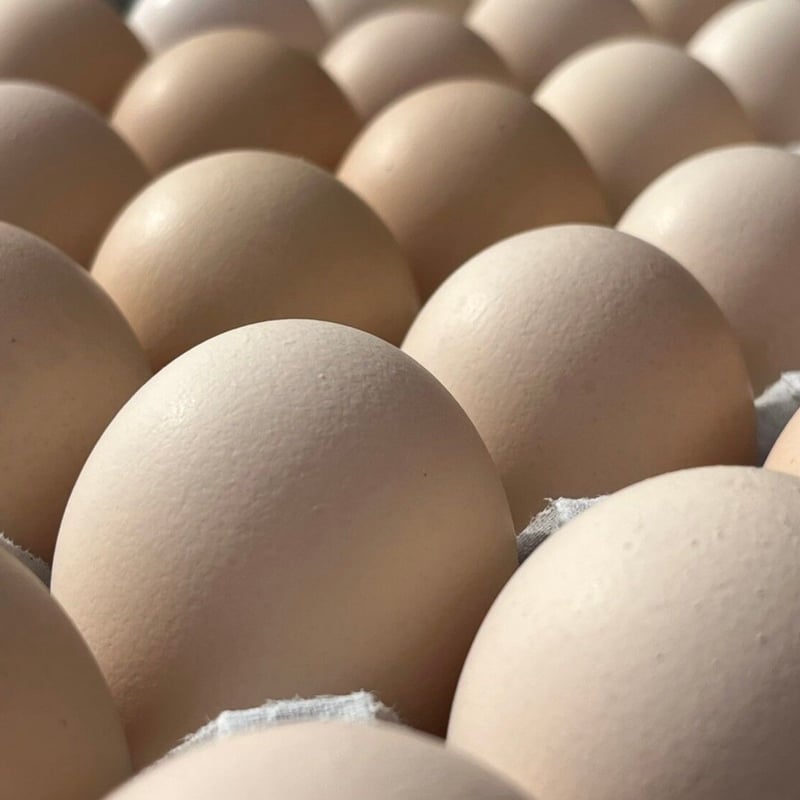 たまごん　2/5 箱買いたまご10kg（もみじ／さくら混合） | 北坂養鶏場