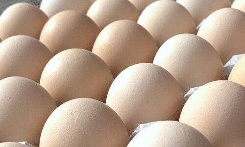 箱買いたまご10kg（さくら） | 北坂養鶏場