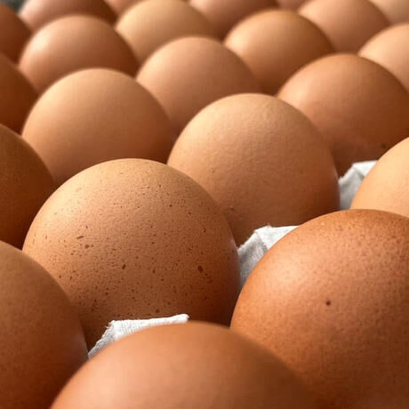 ニワトリが大きくなれば、たまごも大きくなる たまご比べセット