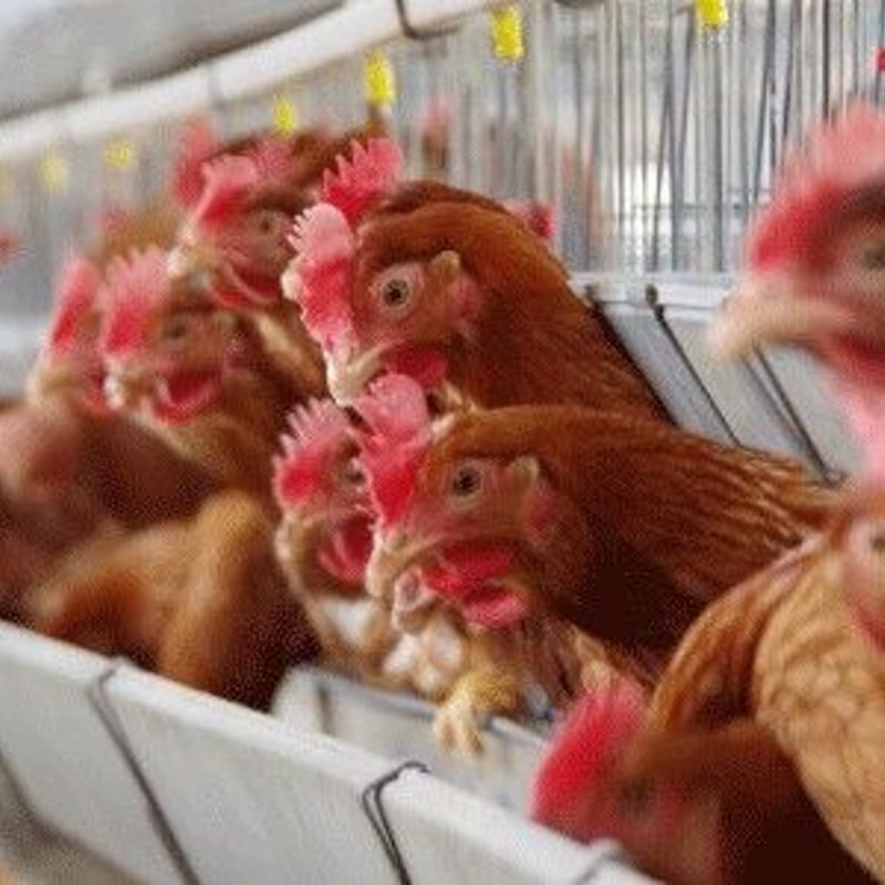 たまごお取り寄せセット（淡路島もみじ） | 北坂養鶏場