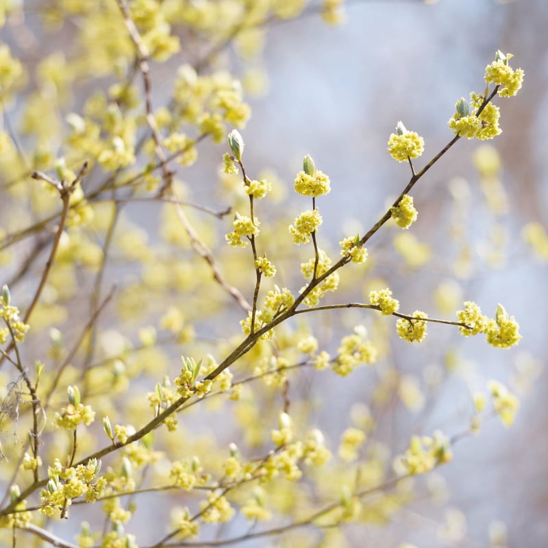 天然クロモジ　約250cm クロモジ天然200〜250g - メルカリ