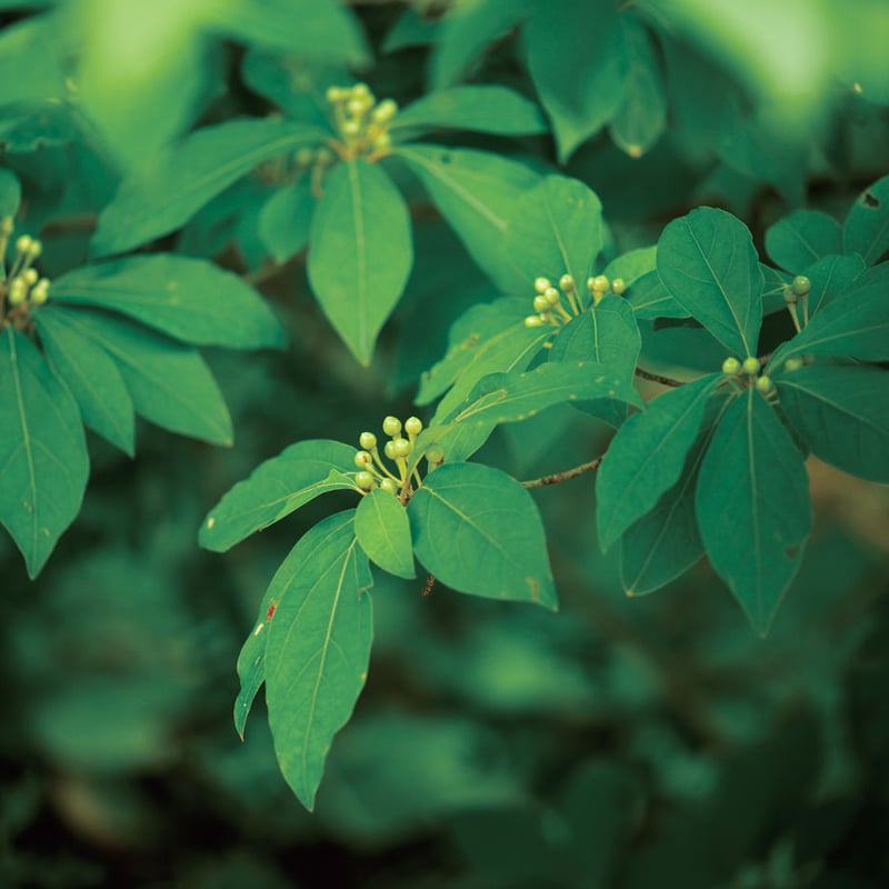 ノトノカ エッセンシャルオイル Kuromoji〈クロモジ〉5ml | HOHOHOZA KA