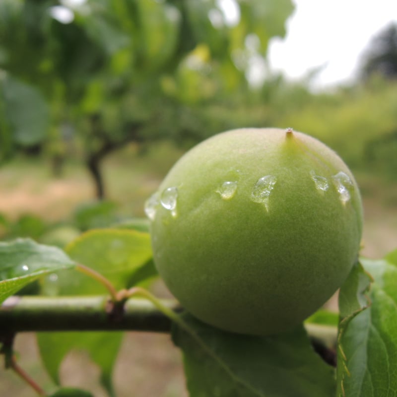 常陸乃梅シロップ「Pure Sweet」青梅 | 吉田屋オンラインショップ