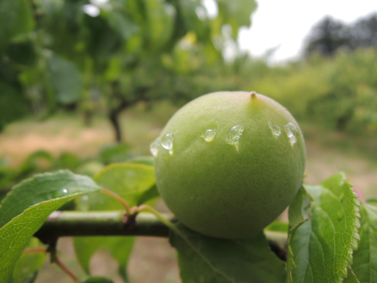 常陸乃梅シロップ「Pure Sweet」青梅 | 吉田屋オンラインショップ