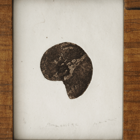 古屋郁　銅版画　44「ammonite」　ed.3/7
