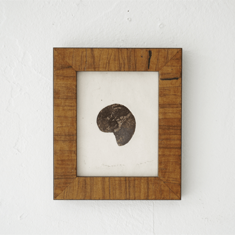 古屋郁　銅版画　44「ammonite」　ed.3/7