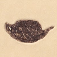 古屋郁　銅版画　57「ティｰポット」　ed.1/7