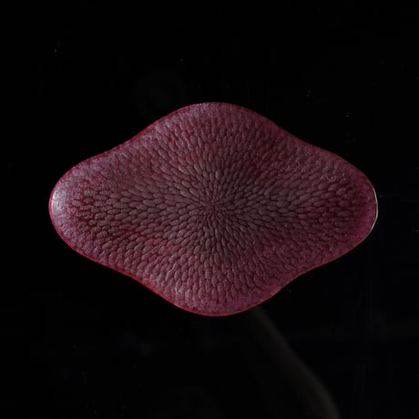 ミウラユリナ　N　槌目花皿　L　red