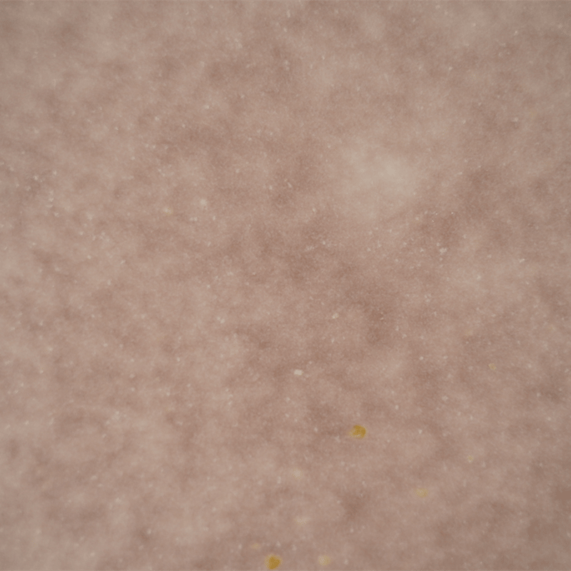 NO.57-B 岩崎龍二 Φ24.7㎝ フラットプレート 椿 | JIBITA