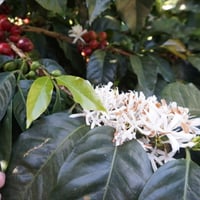 Uganda チャガラニ エキセルサ Natural 深煎り 230 | Satie coffee
