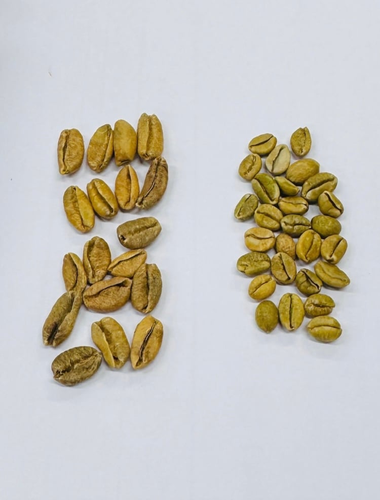 Uganda チャガラニ エクセルサ Natural 深煎り 230 | Satie coffee