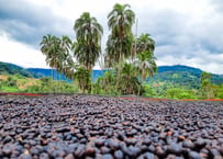 Ethiopia Guji G-1 Anasora Natural