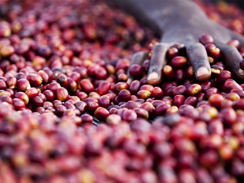 Ethiopia ゲシャ Village Chaka Natural G1 中浅 205 |