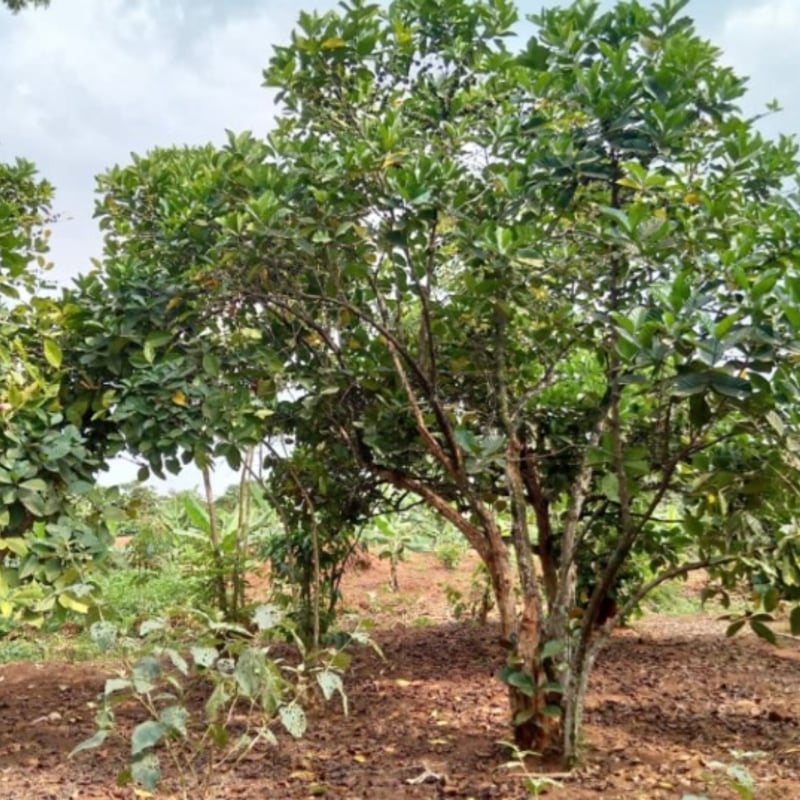 Uganda チャガラニ エクセルサ Natural 深煎り 230 | Satie coffee