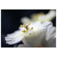 【送料無料】澤野新一朗 ナマクアランドの花園 ポストカード04002