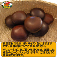【送料無料】世界で一番大きな豆 幸せを呼ぶ「ズールーラブビーン」（モダマ）ばら売り 10個単位
