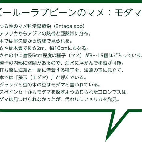 【送料無料】ズールーラブビーン モダマ 豆  フェルト天使 １