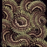 Clan Caiman - Pica-Pau (LP)(Ambient)