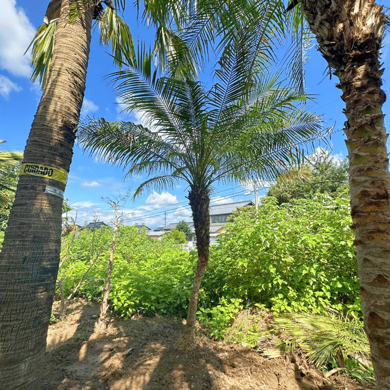 フェニックスロベレニー