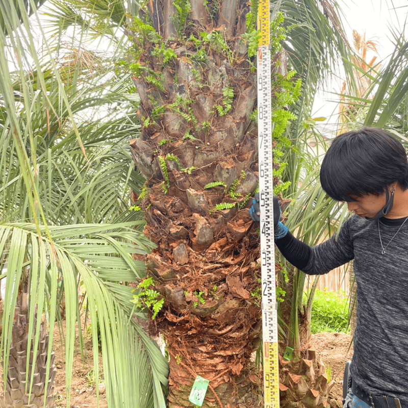 ココスヤシ 幹高:2.6m【CP25-18】 | designer's garden ラウレア
