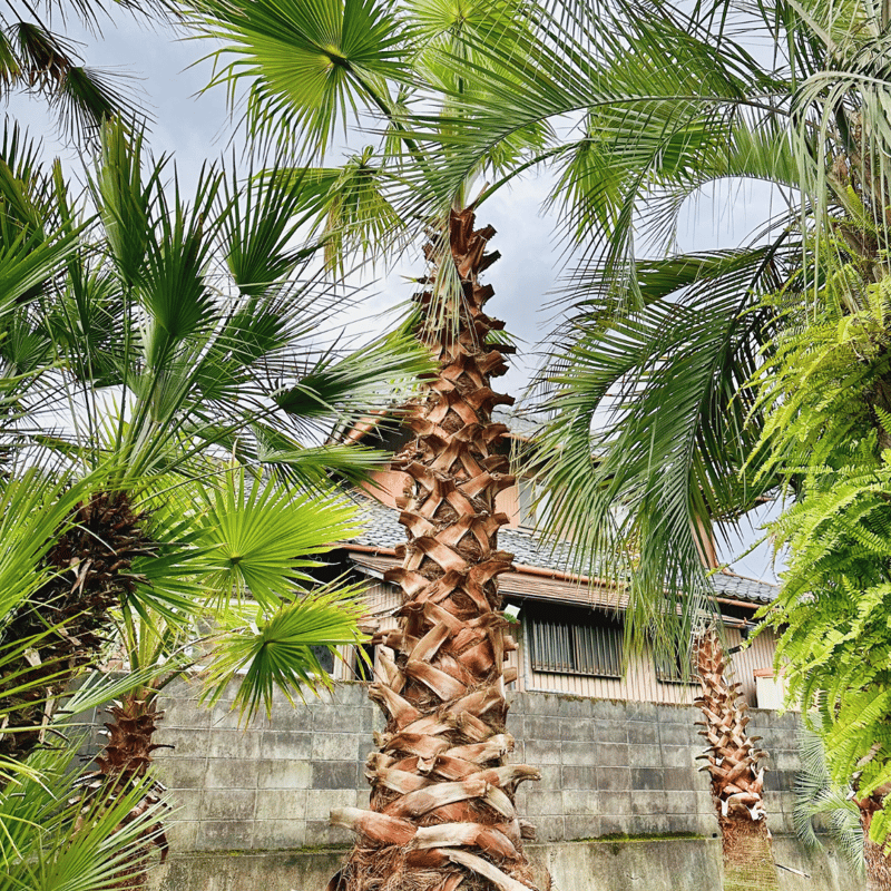 ワシントンヤシ ヤシの木 ※送料見積